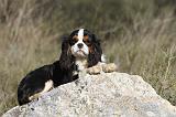 CAVALIER KING CHARLES 279